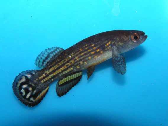 Fish - Neofundulus splendidus