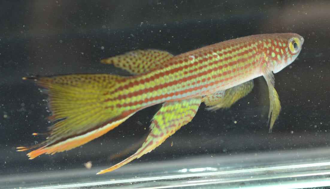 Fish - Renova species Puerto Concordia