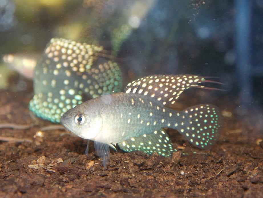 Fish - Spectrolebias brousseaui