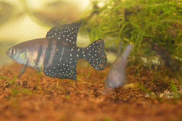 Fish - Spectrolebias pilleti