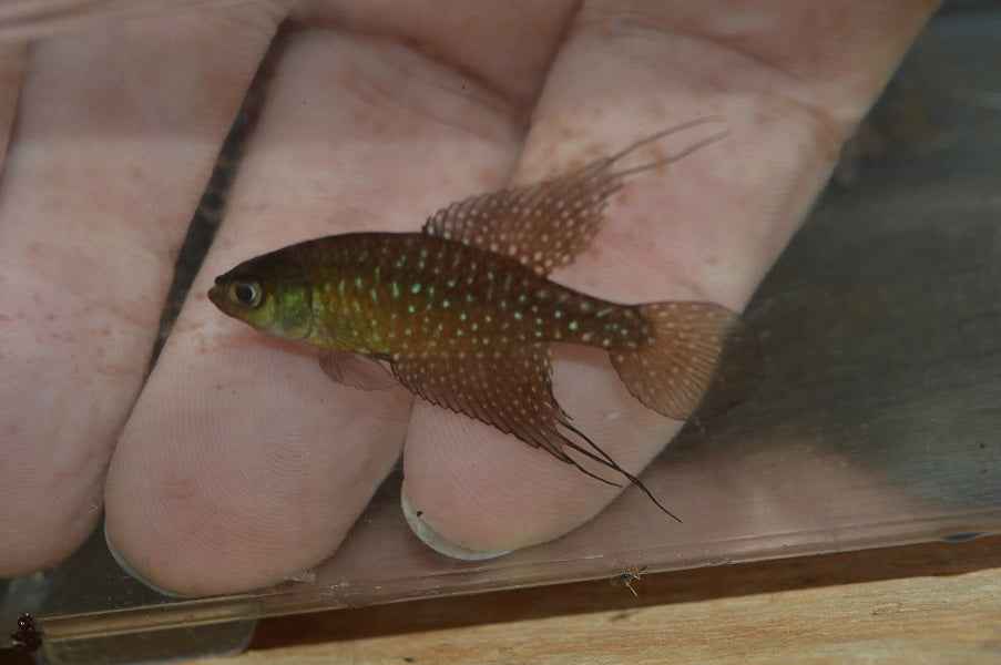 Fish - Spectrolebias fliamentosus