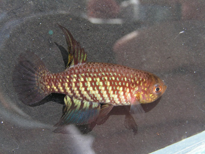 パピリオレビアス・ハブルーツェリ - 卵