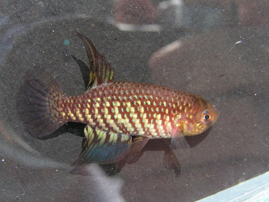 パピリオレビアス・ハブルーツェリ - 卵