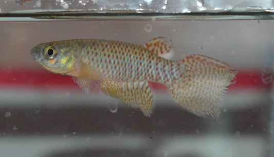 Rachovia fransvermueleni - 魚