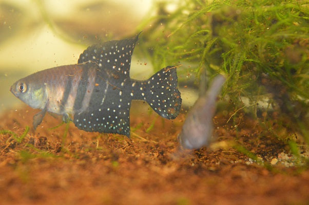 スペクトロレビアス・ピレティ - 魚