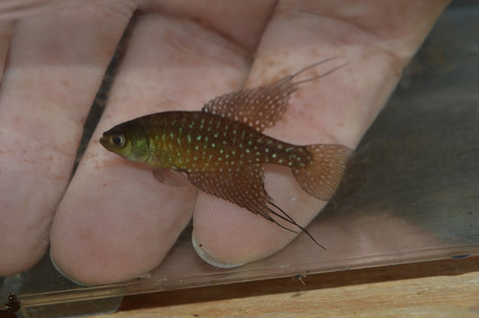 スペクトロレビアス・フリアメントサス - 魚